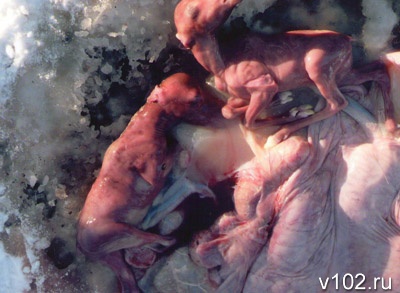 Единороссы убили лосиху, в чреве которой находились двое нерожденных детенышей.