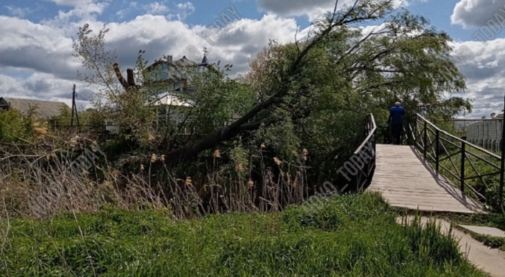 В Волгоградской области  дерево рухнуло на пешеходный мост