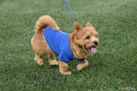 РПН предупредил волгоградцев об опасности зоонозов