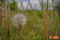 Почти 50 га леса изъяли из частной собственности под Волгоградом