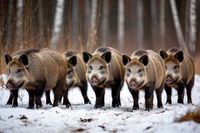 76 кабанов из-за АЧС истребят в Волгоградской области