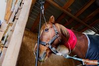 Отравитель лошадей катает детей? Под Волгоградом спасают коней после зверств живодера