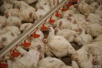 Суд обязал птицефабрику прекратить портить воздух под Волгоградом