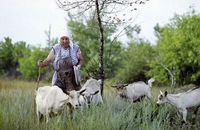 Волгоградцев предупредили об угрозе заражения балканским гриппом
