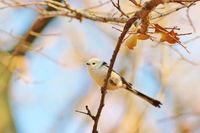 Ополовники, дубоносы и гоголи: волгоградка показала фото милейших зимних птиц