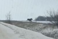 Троицу лосей, лихо перескочивших дорогу, сняли волгоградцы на видео