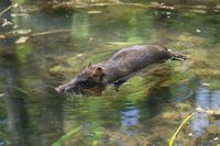 650 выхухолей насчитали в Волгоградской области
