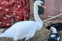 У спасенного под Волгоградом лебедя диагностировали двойной перелом крыла