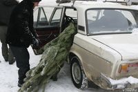 Принесут двойную пользу: где принимают наскучившие волгоградцам живые елки