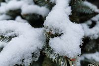 Снег запорошил район в Волгоградской области