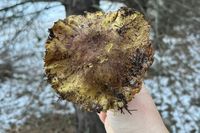 "Как перед ними устоять?": волгоградцы похвастались зимним урожаем грибов