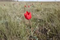 Едва не уничтоженное тюльпановое поле под Волгоградом возьмут под охрану