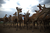 Под Волгоградом на эко-ферме пятнистых оленей и муфлонов выпустили в луга