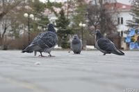 «Опасность существует даже для людей»: волгоградский биолог – о массовом море голубей и последствиях заражения