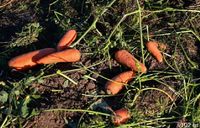 220 тонн моркови и свеклы экспортировала Волгоградская область в Казахстан