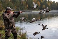 В Волгоградской области в 2026 году сезон весенней охоты сдвинется на неделю