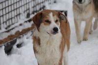 В Волгограде зооцентр «Дино» создаст автогоспиталь для животных из Донбасса