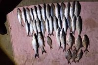 Михайловский рыбозавод требуют признать банкротом