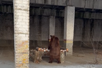 Медведям и енотам оборудовали вольеры в волгоградском зооцентре