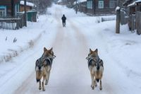 «На променад – только с палками»: хищники потеряли страх перед людьми и пошли в волгоградские села