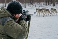 В Волгоградской области разрешили отстрел 25 лис, волков и шакалов