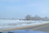 В Волгограде очевидцы засняли замерзающий табун лошадей