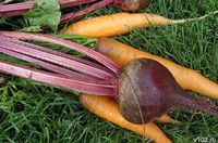 Волгоградская область экспортировала 600 тонн овощей в Казахстан