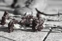 С контрактником Романом Килячковым простятся в Урюпинске