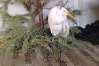 В Волгограде волонтёры выхаживают подстреленную цаплю