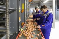 Раскрыт секрет рекордной яйценоскости волгоградских несушек