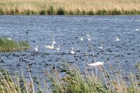 Пруды очистных сооружений в Волгограде остаются местами обитания краснокнижных птиц