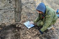 3,6 га волгоградских лесов обработают от вредителей