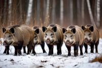 В Волгоградской области численность кабанов сократят на 54 особи