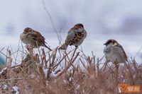 В Волгоградской области морозы пойдут на спад с 7 февраля