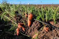 Под Волгоградом овощевод больше года держала работника на «голодном пайке»