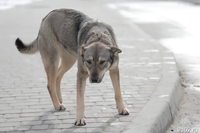 Бастрыкин поручил разобраться с нападением бездомных собак на волгоградцев