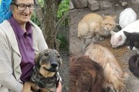 Волгоградские зоозащитники спасут приют 75-летней бабушки из Донбасса
