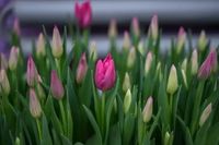 «Дешевыми точно не будут»: производитель рассказал, сколько будут стоить в Волгограде тюльпаны на 8 Марта