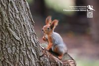 «Самую ушастую» белку из Волгограда показали на фестивале «Первозданная Россия»