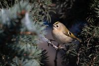 «Их не зря называют королями леса»: волгоградка показала удивительные кадры самых маленьких птиц Евразии