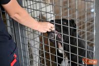 В Волгограде 2000 бездомных собак пройдут процедуру ОСВВ