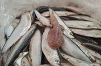 Волгоградка нашла «дракончика» в соленой кильке