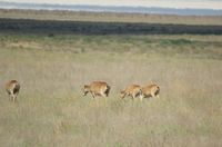 В Волгоградской области начали перепись сайгаков