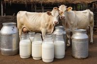 Мировой рекорд? Под Волгоградом две коровы «дали» за день 120 кг молока