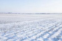 «Мы просто отвыкли от нормальной зимы»: агроном рассказал, как морозы и снега скажутся на будущем урожае