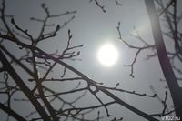 Весеннее тепло ворвется в Волгоградскую область 1 марта