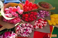 «Крупные игроки рвут на себе волосы»: в Волгограде накануне 8 марта снизилась закупочная цена тюльпанов