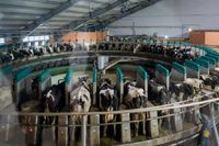 Продвинутым дояркам в Волгоградской области готовы платить более 100 тысяч