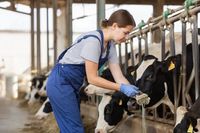 Продвинутым дояркам в Волгоградской области готовы платить более 100 тысяч