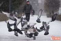 «Вряд ли это можно считать аномалией»: волгоградские географы оставили прошедшую зиму без статуса самой холодной и снежной